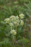 Groovestem Indian plantain